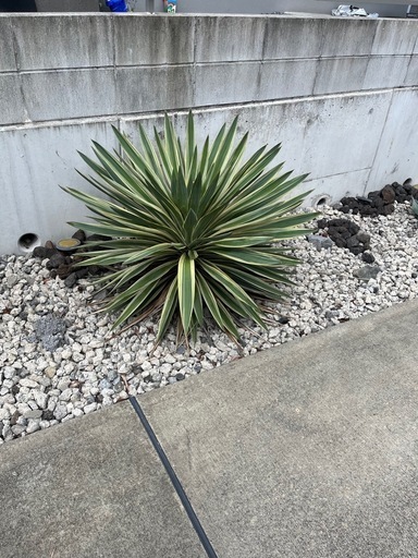 グロリオサ班入りタイプ　熊本