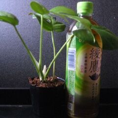 観葉植物　姫モンステラ　ヒメモンステラ　初心者にも簡単　3の画像