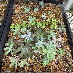 多肉植物トレーの中全ての画像