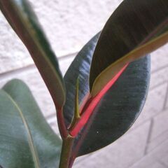 観葉植物　ゴムの木　フィカス　バーガンディ　の画像