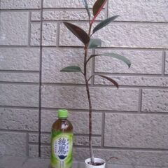 観葉植物　ゴムの木　フィカス　バーガンディ　の画像