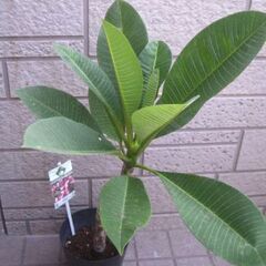 観葉植物　プルメリア　とても元気ですの画像
