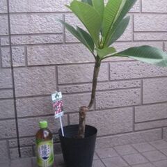 観葉植物　プルメリア　とても元気ですの画像