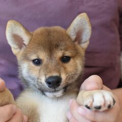 9/21譲渡会 ①生後2ヶ月柴犬♂3兄弟 【里親募集】