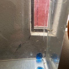 赤いメダカ
の画像
