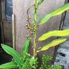 植木の画像