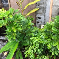 植木の画像