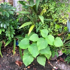 植木の画像