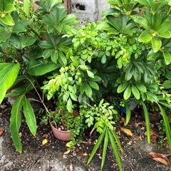 植木の画像