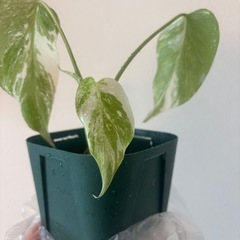斑入りモンステラ　ホワイトタイガー　観葉植物の画像
