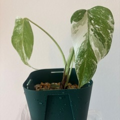 斑入りモンステラ　ホワイトタイガー　観葉植物の画像