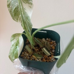 斑入りモンステラ　ホワイトタイガー　観葉植物の画像