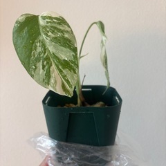 斑入りモンステラ　ホワイトタイガー　観葉植物の画像