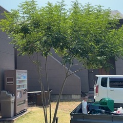 管理物件の植木、植栽の剪定作業などの画像