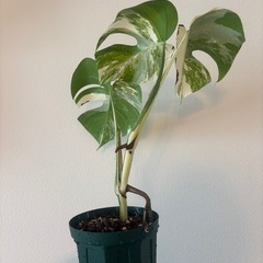 斑入りモンステ　ホワイトタイガー　観葉植物の画像