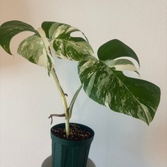 斑入りモンステ　ホワイトタイガー　観葉植物の画像