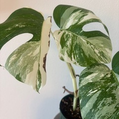 斑入りモンステ　ホワイトタイガー　観葉植物の画像