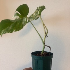 斑入りモンステ　ホワイトタイガー　観葉植物の画像