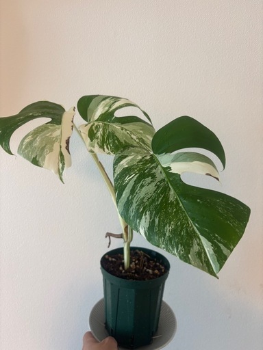 斑入りモンステ　ホワイトタイガー　観葉植物