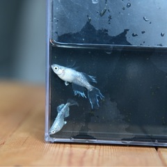 メダカ　ドラゴンブルーヒレナガ若魚10匹　めだかの画像