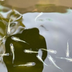 メダカ　ドラゴンブルーヒレナガ若魚10匹　めだかの画像