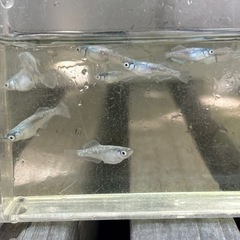 メダカ　ドラゴンブルーヒレナガ若魚10匹　めだかの画像