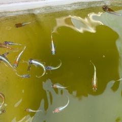 メダカ　レッドクリフ紅白　若魚　10匹　めだかの画像