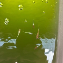 メダカ　三色体外光　若魚10匹　めだかの画像