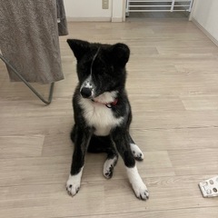 生後５ヶ月の秋田犬の女の子