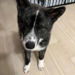 生後５ヶ月の秋田犬の女の子