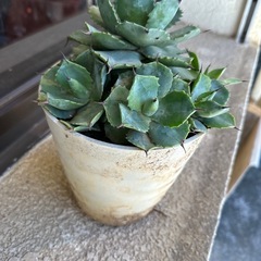 植物の画像