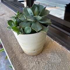 植物の画像