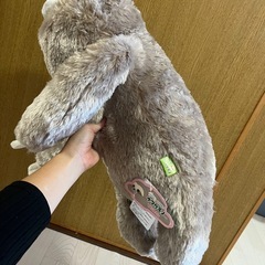 ふわもちっ！な触り心地のナマケモノの画像