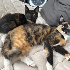 【ご年配の方からのお問い合わせ大歓迎】🐱三毛猫2歳子猫3ヶ月