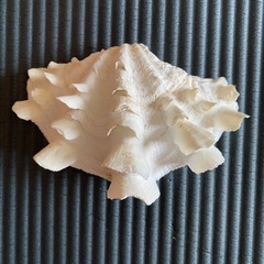 シャコ貝と貝殻の画像