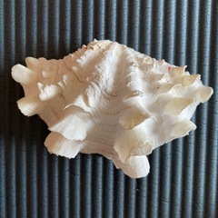 シャコ貝と貝殻の画像