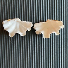 シャコ貝と貝殻の画像