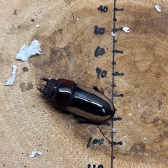 フルストルファーノコギリクワガタ ロンボク島産 ペア♂54mm♀31mmの画像