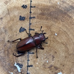 メタリフェルホソアカクワガタ 亜種サンギレンシス トリオ ♂61.7mm×♀2頭(1頭は左前脚フセツ欠)の画像
