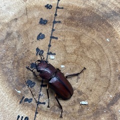 メタリフェルホソアカクワガタ 亜種サンギレンシス トリオ ♂61.7mm×♀2頭(1頭は左前脚フセツ欠)の画像