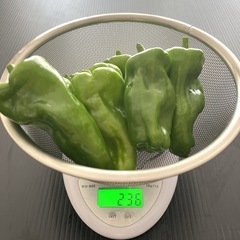 無農薬ピーマン 10個 ④の画像