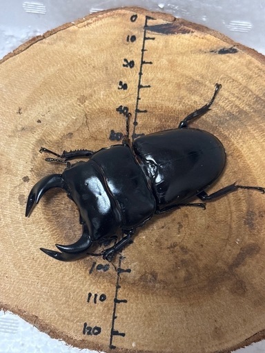 インドアンタエウスオオクワガタ♂75mm×♀48.3mm ペア (ずんぐり