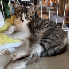 甘えん坊のリンゴ猫(雌)キジ白