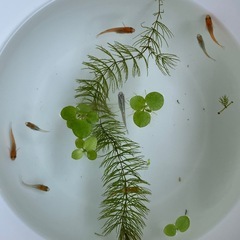 ★差し上げます★ミックスメダカの若魚8匹　説明文必読願いますの画像