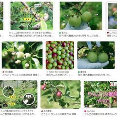 摘果りんご 1kg 300円の画像