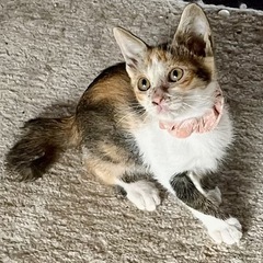 三毛猫の子猫🌟