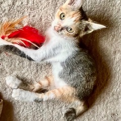 三毛猫の子猫