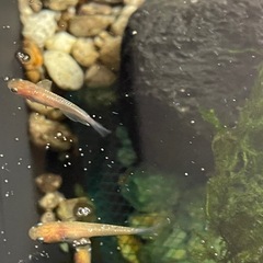 10匹まとめて1000円❗️希少種メダカ(月華)の若魚の画像