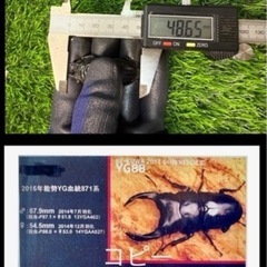 [国産オオクワガタNO:175]YG871系統  79ミリペアー の画像