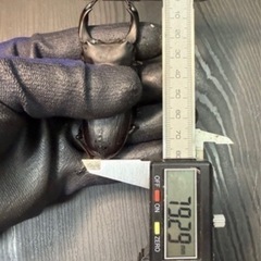 [国産オオクワガタNO:175]YG871系統  79ミリペアー の画像